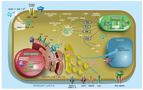 Ijms Free Full Text Auxins And Cytokinins—the Role Of Subcellular