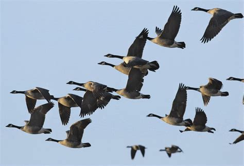 Promise Of Migratory Birds Fifteen Years To Wait For Migratory Birds