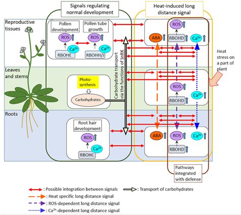 Plant Defense Signaling Pathway