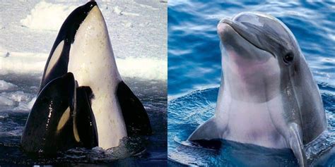 Orca Vs Dolphin Main Differences Ocean Info