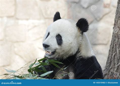 Funny Pose Of Giant Panda Beijing China Stock Photo Image Of