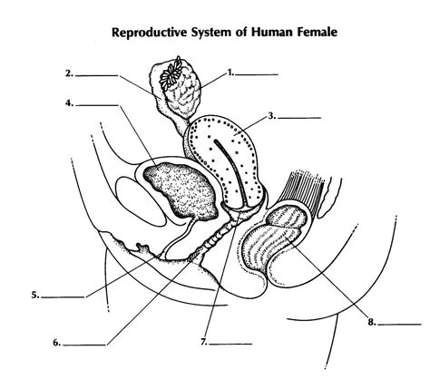 Male female anatomy diagrams female reproductive system wikipedia. Reproductive System Of Female - ProProfs Quiz