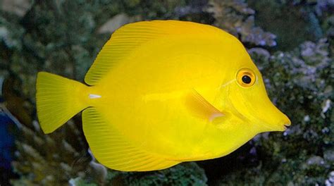 Buy Yellow Tang Online Saltwater Fish Sale Vivid Aquariums