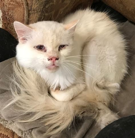 We are located in ruskin, florida. More than 100 Dogs + Cats Rescued - Humane Society of Missouri