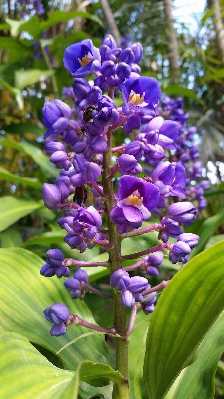 Tall with a remarkable red or pink allow new hawaiian ginger plants to settle and mature in soil that's kept moist, and with. Kailua Town, Hawaii | Ginger plant, Beautiful flowers, Kailua