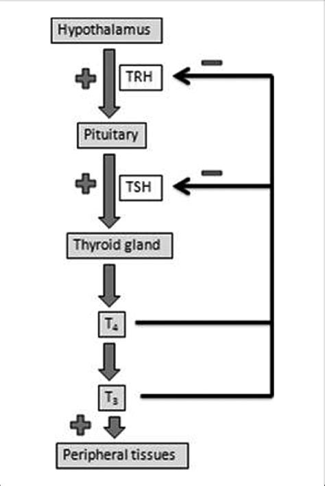 Thyroid Hormone Conversion Chart A Visual Reference Of Charts Chart