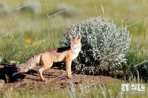 Adult Swift Fox On The Canadian Prairies Swift Fox Are An Endangered