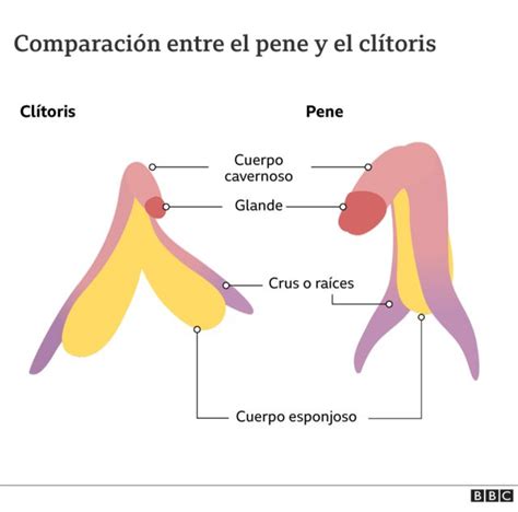 Salud sexual cómo es realmente el clítoris y las asombrosas similitudes que tiene con el pene