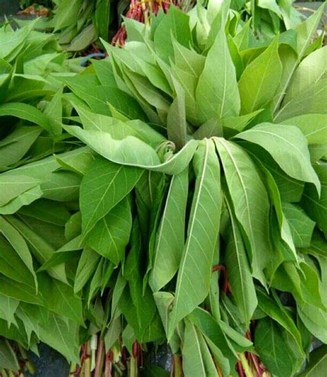 Side Effects And Amazing Health Benefits Of Cassava Leaves Nigerian