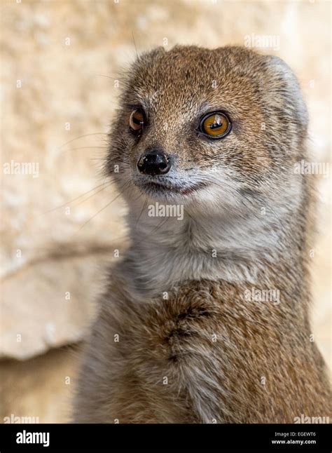 Mongoose Eyes Hi Res Stock Photography And Images Alamy