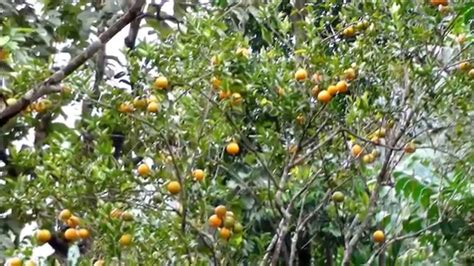 Hamlin Orange Tropical Fruit Trees Youtube