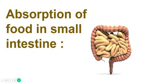 Absorption Of Food In Small Intestine Part 4 Youtube
