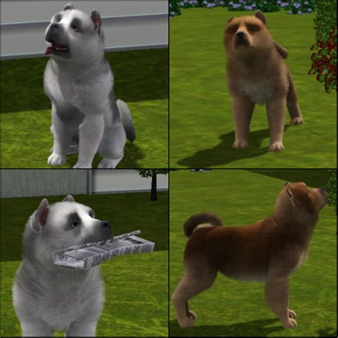 Kennel Chow Star 17 Legacy And Historier The Sims Ifokus