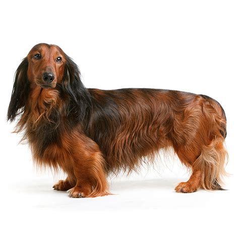 Meet The Adorable Black Miniature Long Haired Dachshund A Must See For
