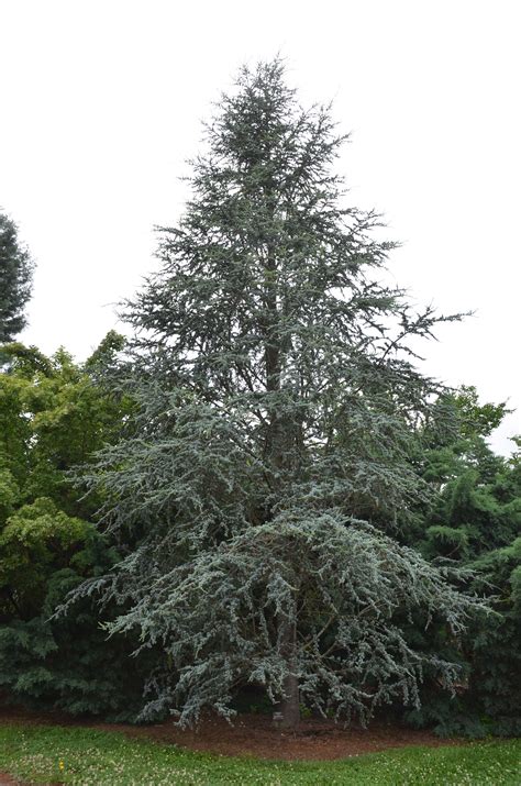 It is one of the true cedars. Blue Atlas Cedar Becoming Very Popular In Urban Landscape ...