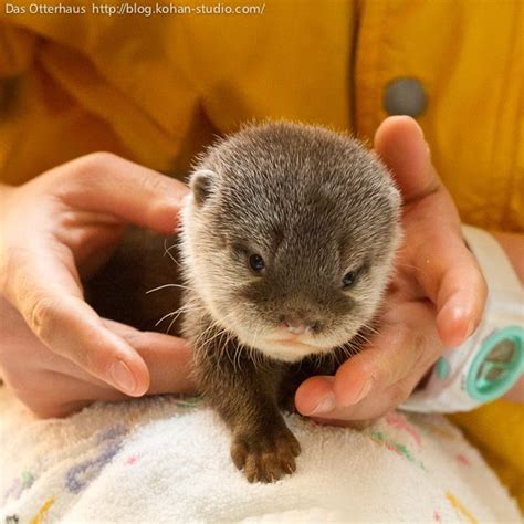 Having a pet sea otter is quite rare nowadays but it's actually fun naming them. Adorable baby otter pictures | Amazing Creatures