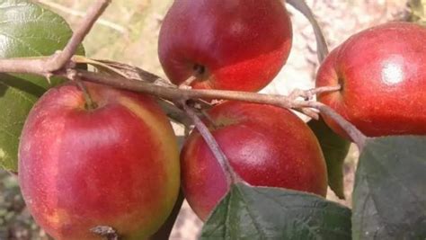 Aliveplant Nursery For All Tree Lovers Kashmiri Apple Bergrafted
