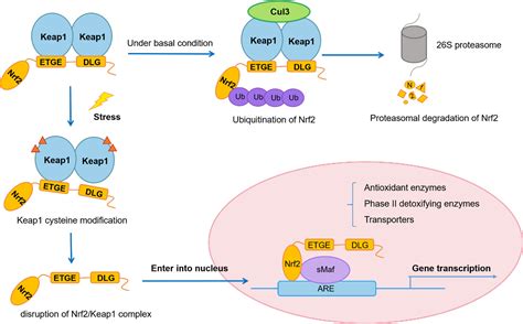 nrf2 in cancers a double‐edged sword wu 2019 cancer medicine wiley online library