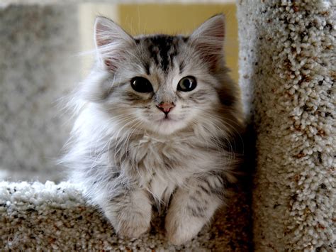 Siberian Cats Wallpapers Free