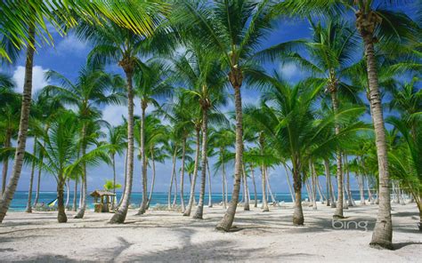 Palm Trees On The Beach In Punta Cana Dominican Republic 1920x1200
