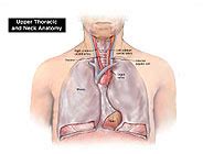 We did not find results for: Chest and Thoracic Anatomy (Thorax) Medical and Trial Exhibits