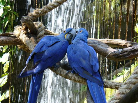 Blue Parrots Photograph By Timothy Cullen