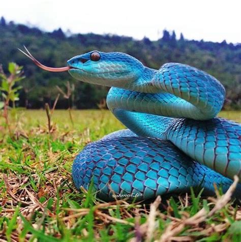 Blue Snake Spitting Pretty Snakes Cool Snakes Colorful Snakes