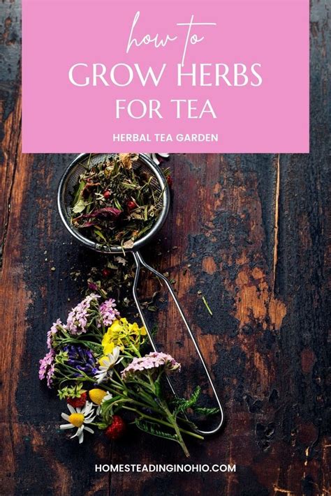 How To Grow Herbs For Tea In An Herbal Tea Garden Herbal Tea Garden