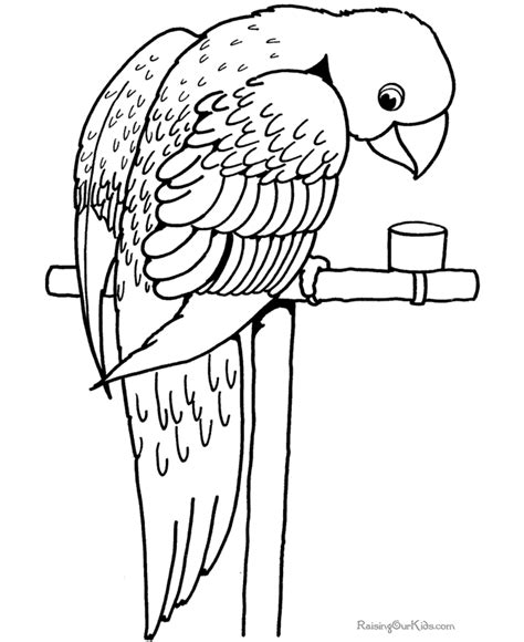 Hd Animals Parrot Bird Coloring Pages