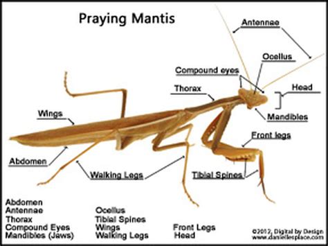 Body Parts Praying Mantis