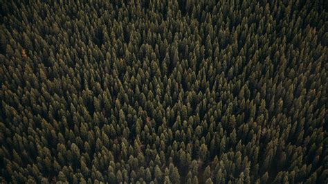 Download Wallpaper 2048x1152 Forest Aerial View Pines Trees