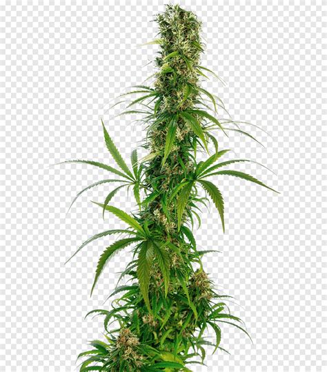 Cannabis Ruderalis Hybrid Plant