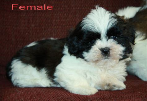 black and white shih tzu puppy : Puppies for Sale : Dogs for sale in Ontario, Canada | Curious