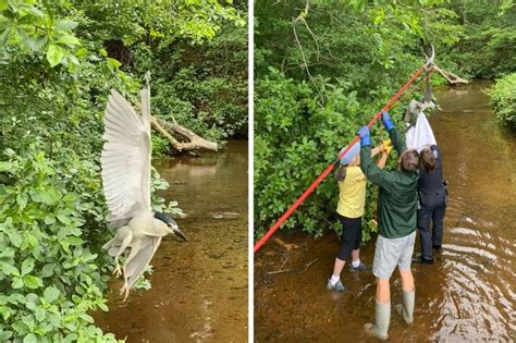 Cape Cod Heron Rescue Reasons To Properly Dispose Fishing Lines