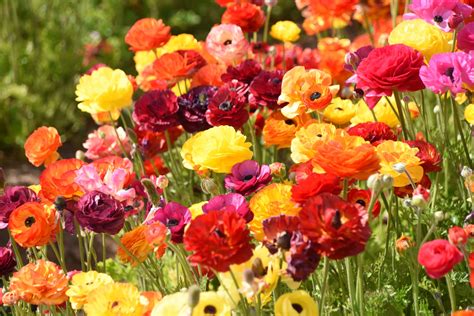 Colorful Flowers Blooming Free Stock Photo Public Domain Pictures