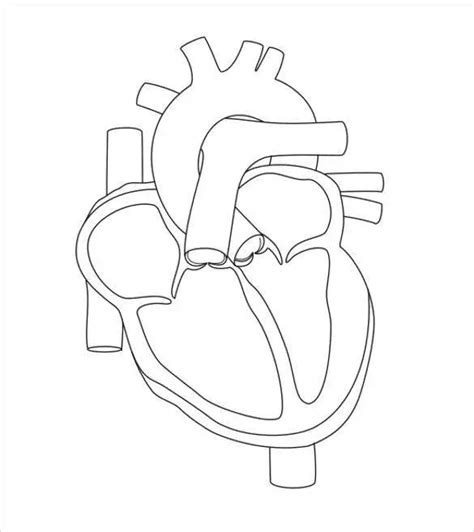 Printable Heart Diagram Unlabeled