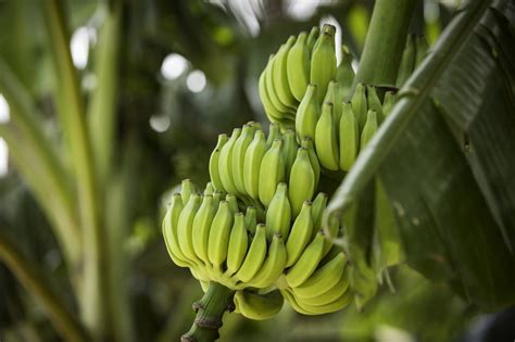 Per la glicemia alta attenzione invece a banane, uva e frutta secca. Dieta per glicemia alta: quali alimenti e quale frutta ...