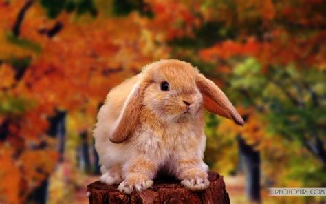 Free Download Cute Rabbit Wallpapers For Desktop Free Wallpapers