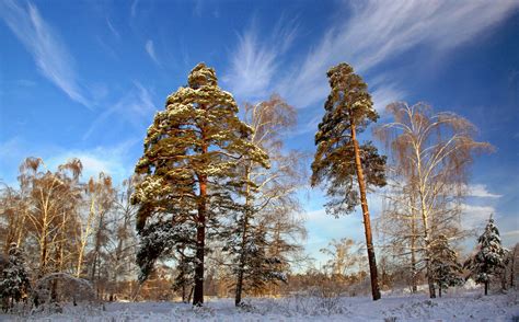 Landscape Snow Pine Trees Wallpapers Hd Desktop And Mobile Backgrounds