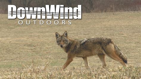 Eastern Coyote Hunting Dumpn Deuces Downwind Outdoors Youtube
