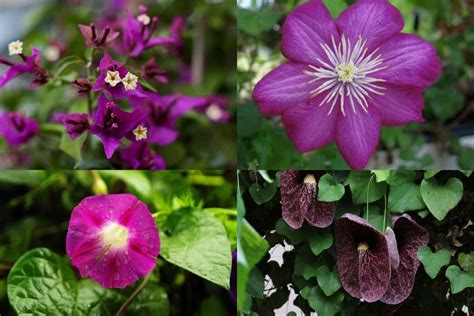 Top 10 Vines With Purple Flowers You Can Grow Florgeous