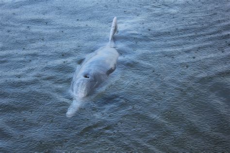 Best Time To See Humpback Dolphin In Great Barrier Reef 2024 Roveme
