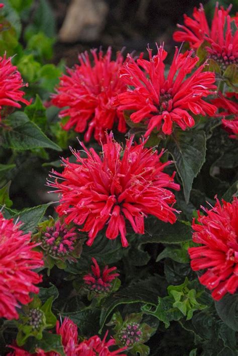● flowers all year round! Growing Bee Balm - How to Plant and Care for Monarda ...