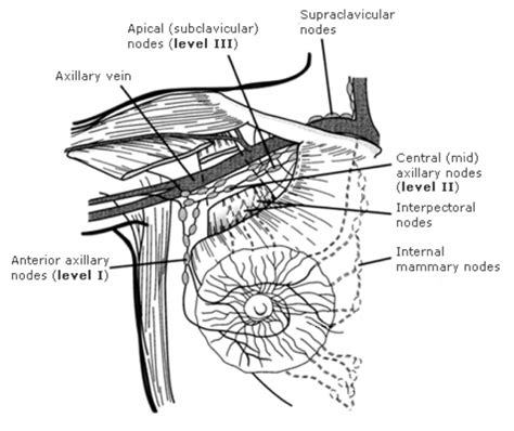 Axilla Anatomy Of The Upper Limb Learn Surgery Online