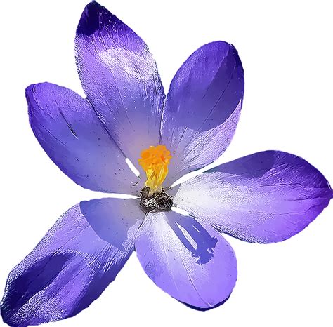 Iris Flower Png Hd Transparent Iris Flower Hdpng Images Pluspng
