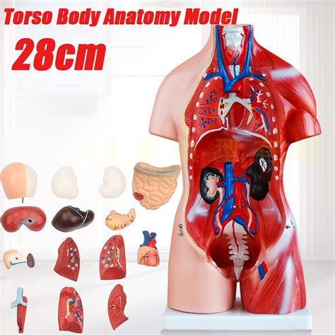 11inch Human Body Model Torso Anatomy Doll 15 Removable Parts Skeleton
