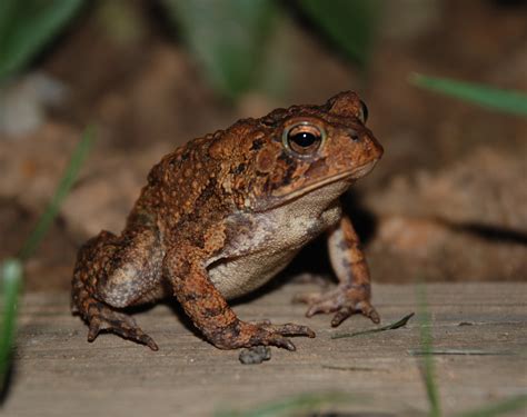Fileamerican Toad 8885