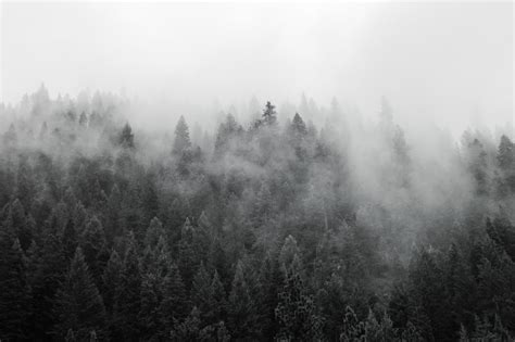 Black And White Misty Forest Containing Idaho Black And White And