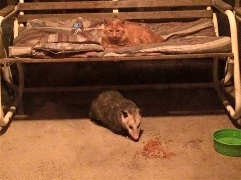 Possums do not eat cats nor do the possums prey on cats. Why do possums eat kittens? How do they hunt them? - Quora