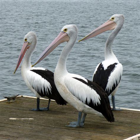 Free Images Sea Nature Ocean Bird Dock Wing Pelican Seabird